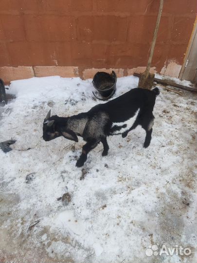 Нубийские козлята, козочки, козы разные