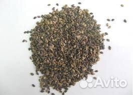 Семена ели голубой из сибири