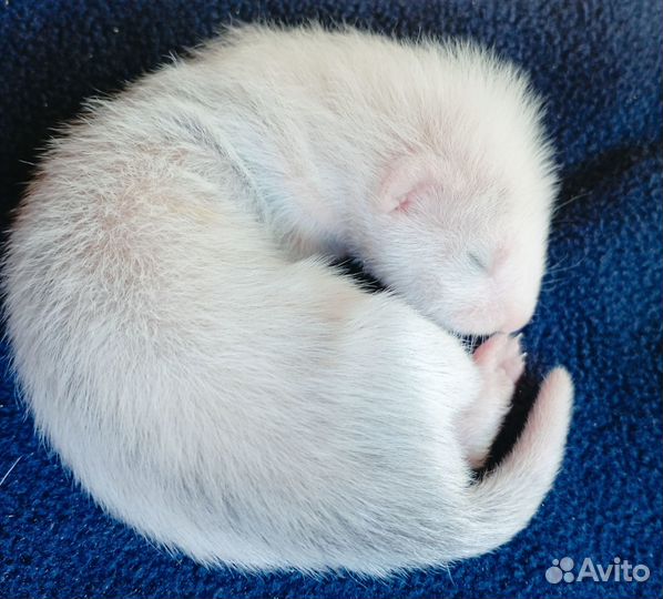 Малыши экзоты на бронь