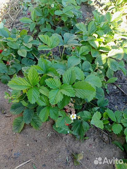 Ремонтантная земляника