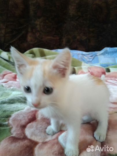 Отдам в добрые руки котенка