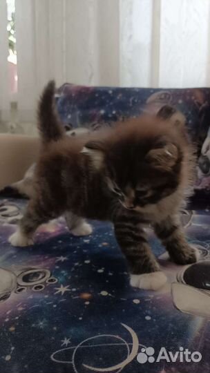 Кошки в добрые руки бесплатно