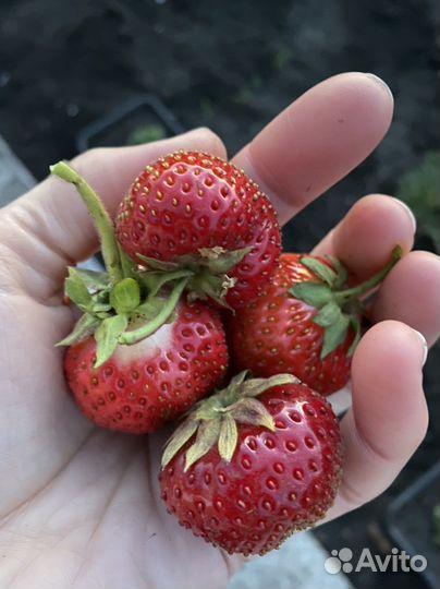 Рассада клубники