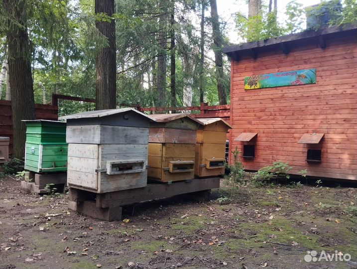 Апидомик, пчёлы для ужаления, улья, пчелопродукты