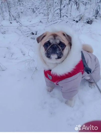 Зимний комбинезон для собаки