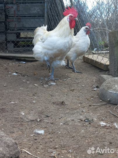 Куры Бресс Гальские