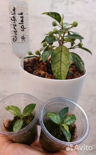 Сортовые фикусы 2 (черенки)