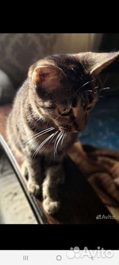 Кошечки ищут маму