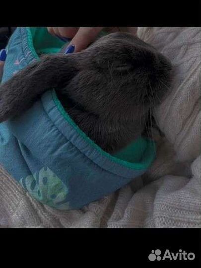 Кролик в аренду