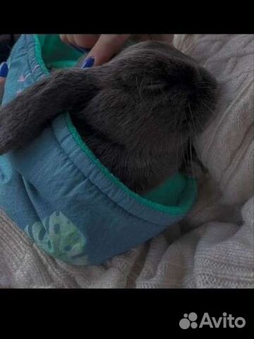 Кролик в аренду