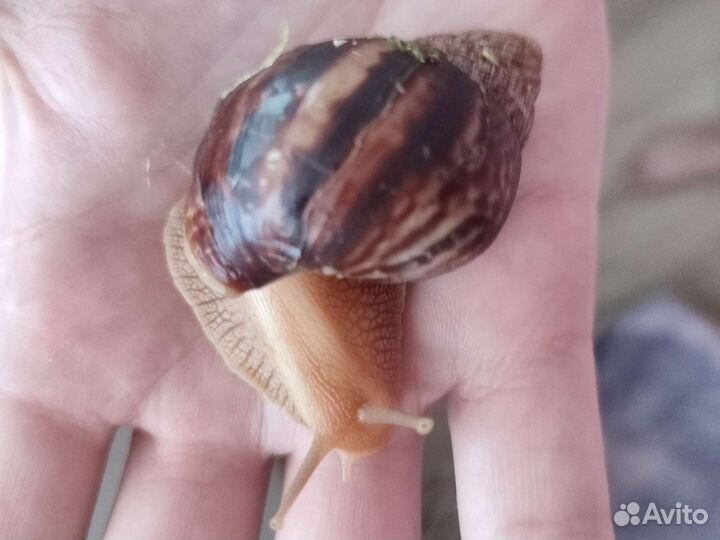 Улитки ахатины бесплатно