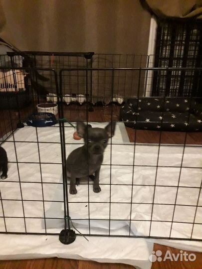 Девчушки озорницы