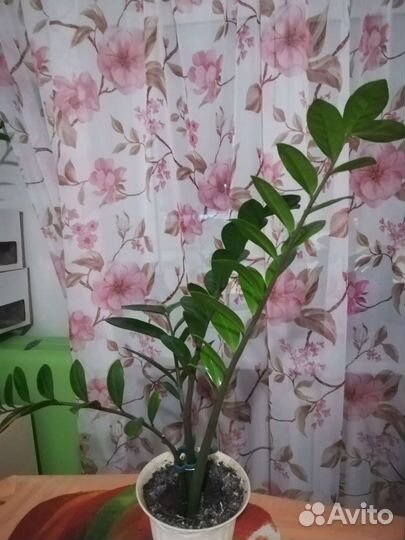 Замиокулькас