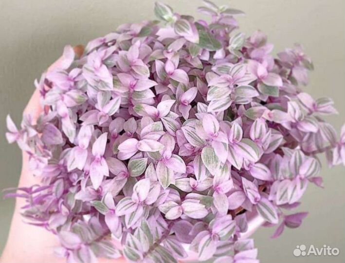 Традесканция