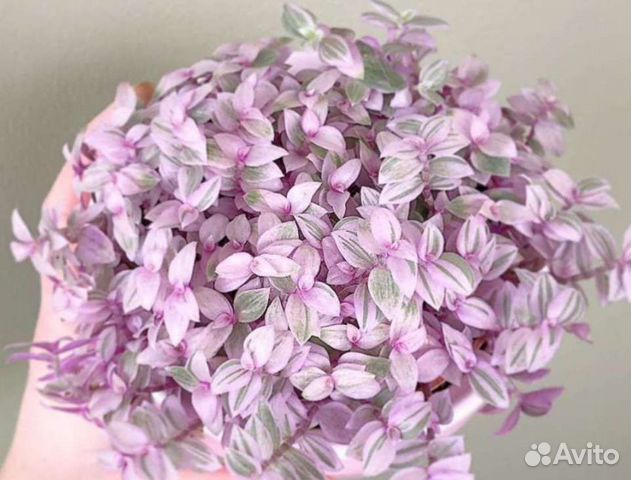 Традесканция