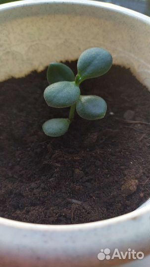 Денежное дерево толстянка