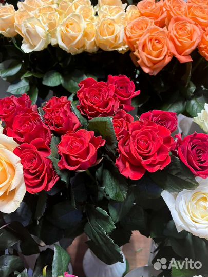 Розы крымские и голландские