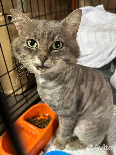 Кот в добрые руки