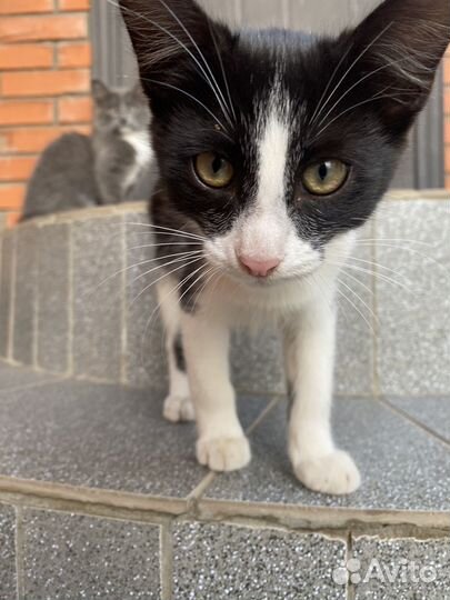 Котята в добрые руки, метис