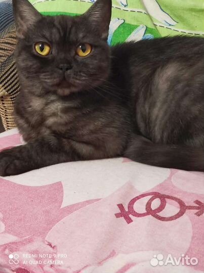 Британская