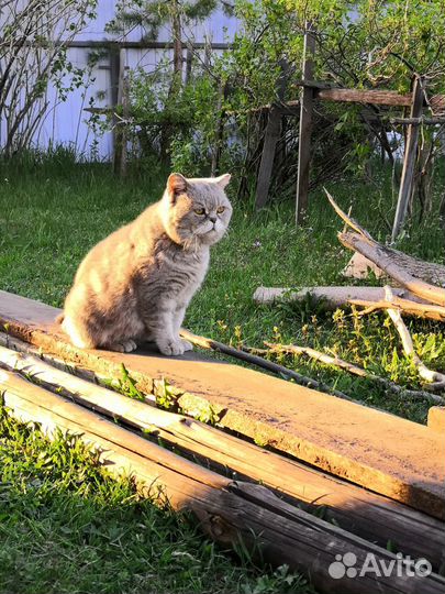 Британский Кот вязка