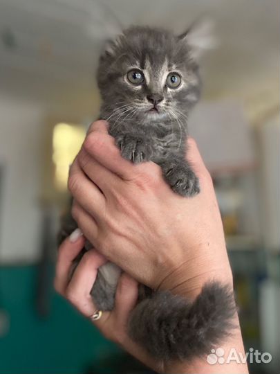 Обе девочки,игривые,лоток знают