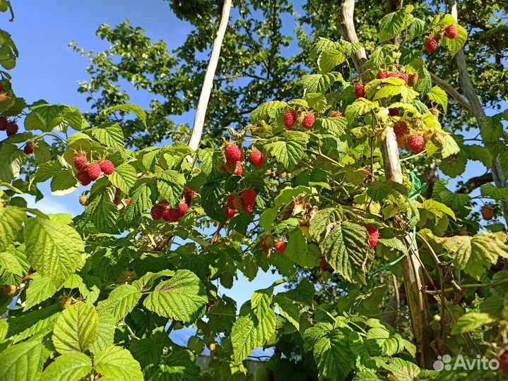 Саженцы Малины