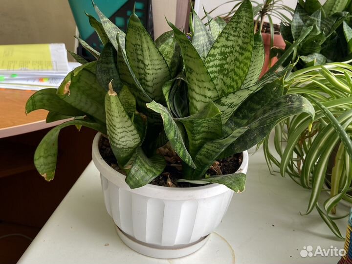 Сансевиерия