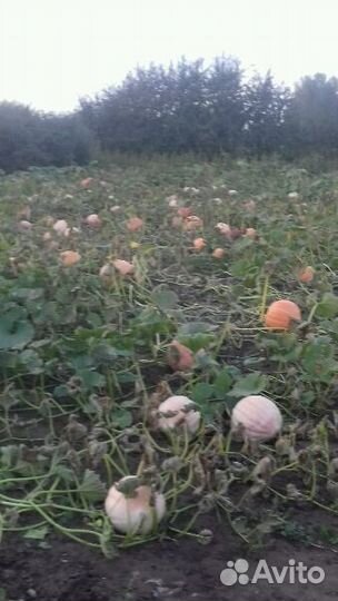 Продам тыкву