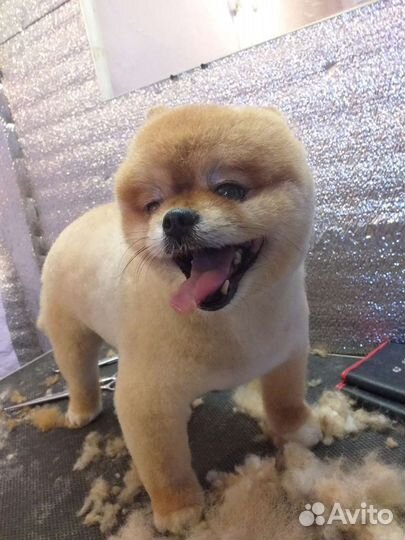 Стрижка животных