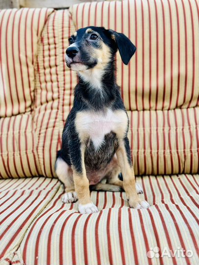 Щенок в добрые руки