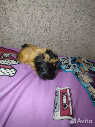 Морская свинка