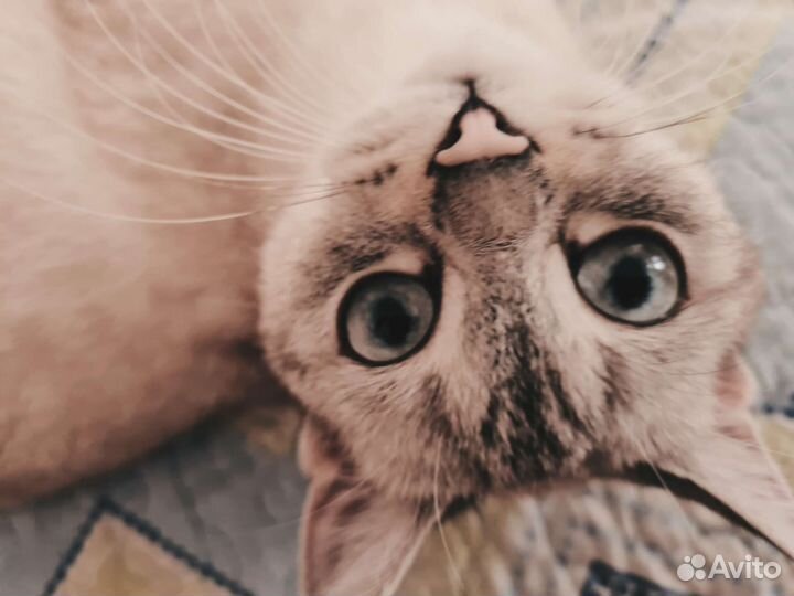 Тайская Кошка
