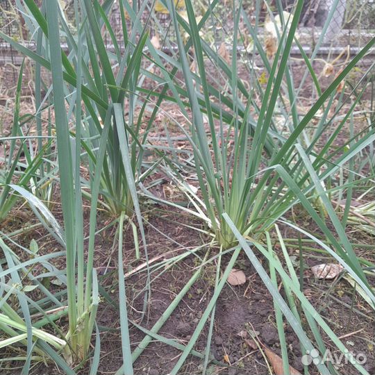 Ирис злаковидный