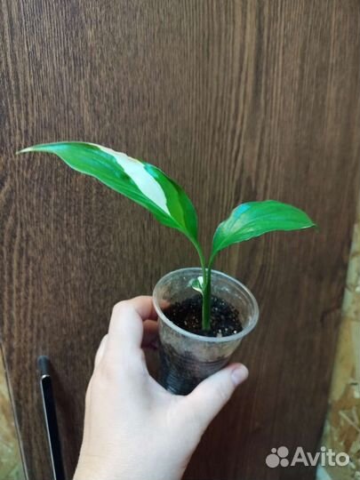 Спатифиллум Пикассо