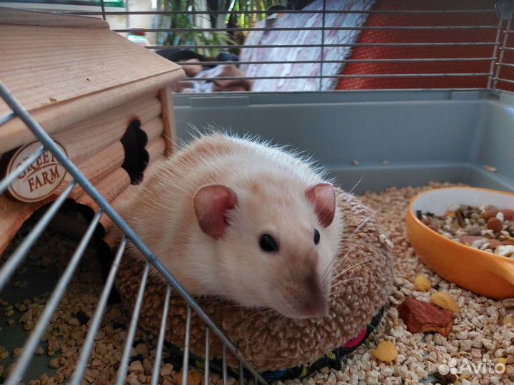 Передержка декоративных крыс
