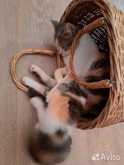 Отдам в хорошие руки