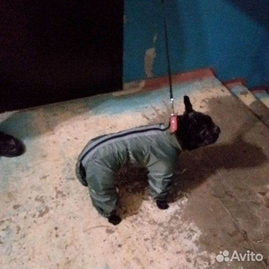 Одежда для собак