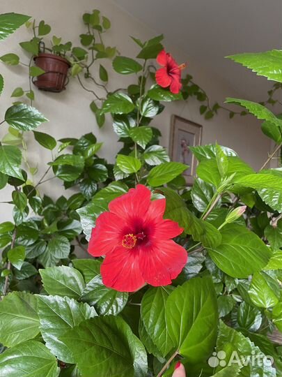 Гибискус китайская роза