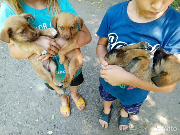 Собака в добрые руки