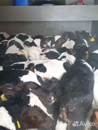 Бычки телята