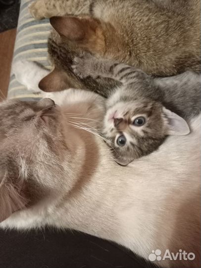 Котята в добрые руки даром