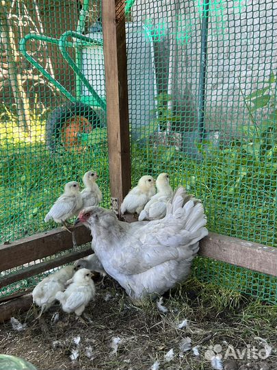 Амераукана