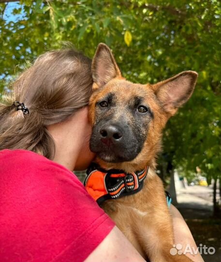 Щенок в добрые руки