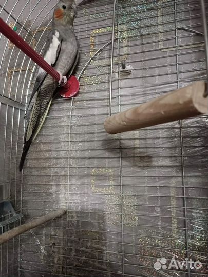 Попугай корела