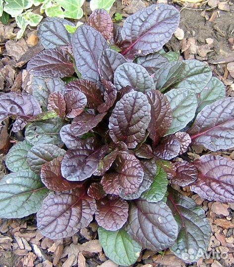 Вербейник монетчатый,живучка,копытень,гвоздика,ясн