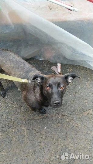 Собака с сво