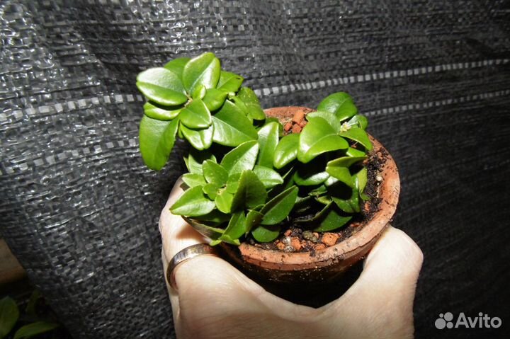 Трифазия трифолия карликовая (Triphasia trifolia d