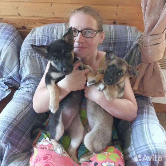 В дар щенки Агата и Янтарь