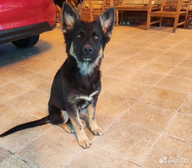 Немецкая овчарка